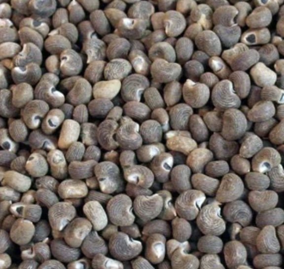 Ambrette seeds for oil pressing