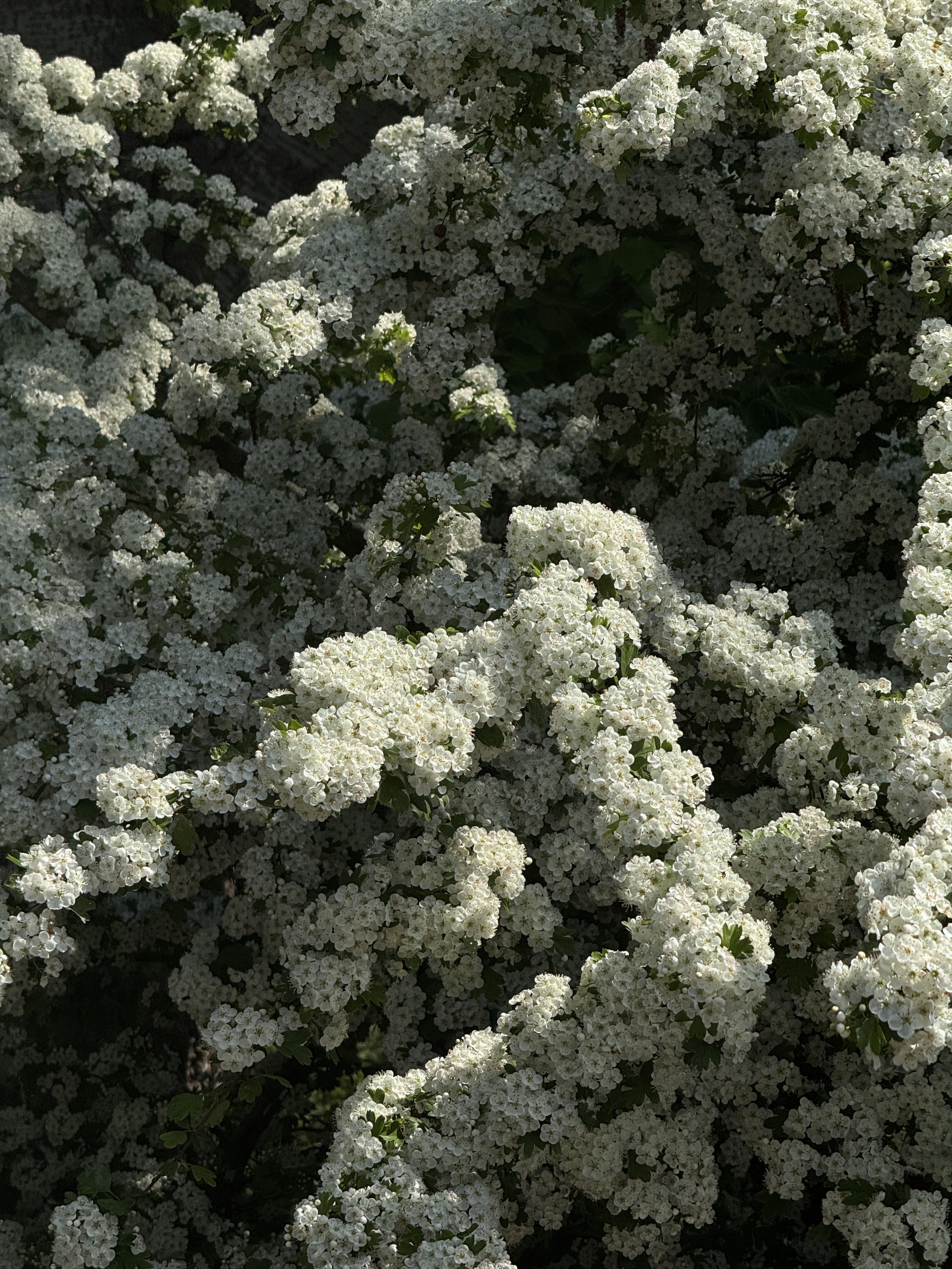 'Blossom'