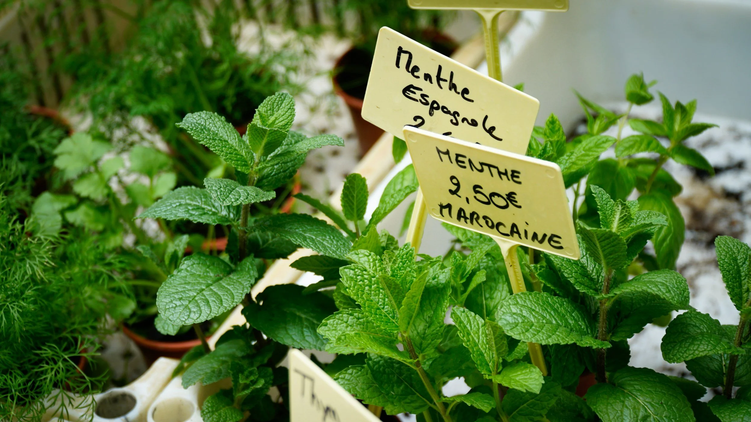Menopausal Herbal Medicine Garden Workshop