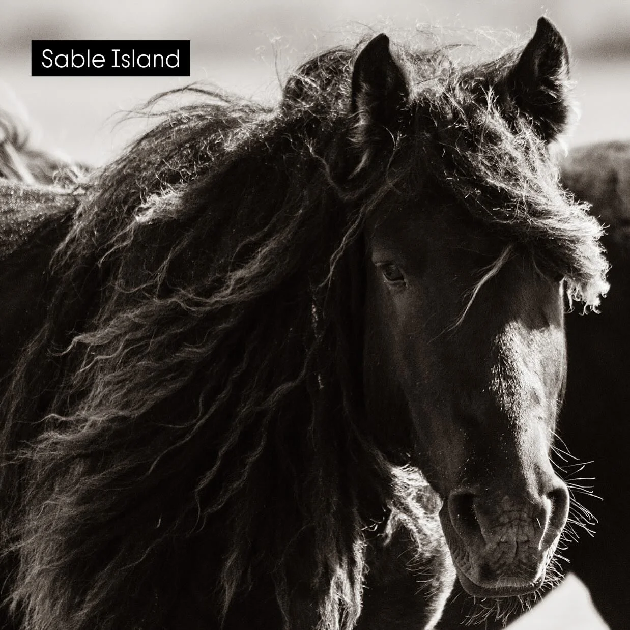The wild horses of Sable Island are a band of no more than 500 that live on an island 300km off the coast of Nova Scotia. What a privilege to meet them and spend time on their beautiful island home. #notimespentwithhorsesiseverwasted #equinecreativep