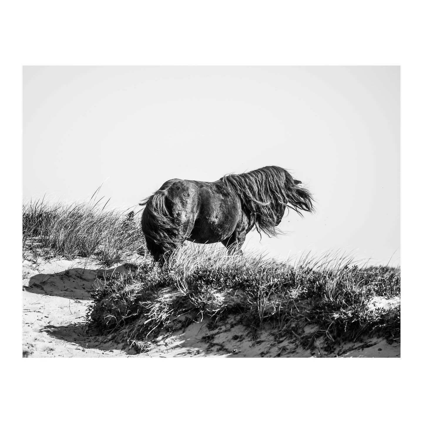 Wild Horses of Sable island October 2025  #equinephotographer #notimespentwithhorsesiseverwasted