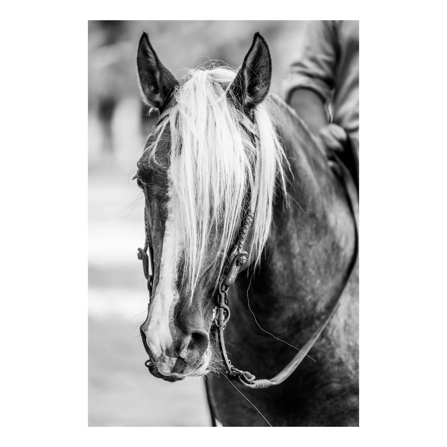 Head shots #uruguay🇺🇾 #travelswithmycamera #caballocriollo #notimespentwithhorsesiseverwasted #decorativeart #interiordesign #fineartphotography