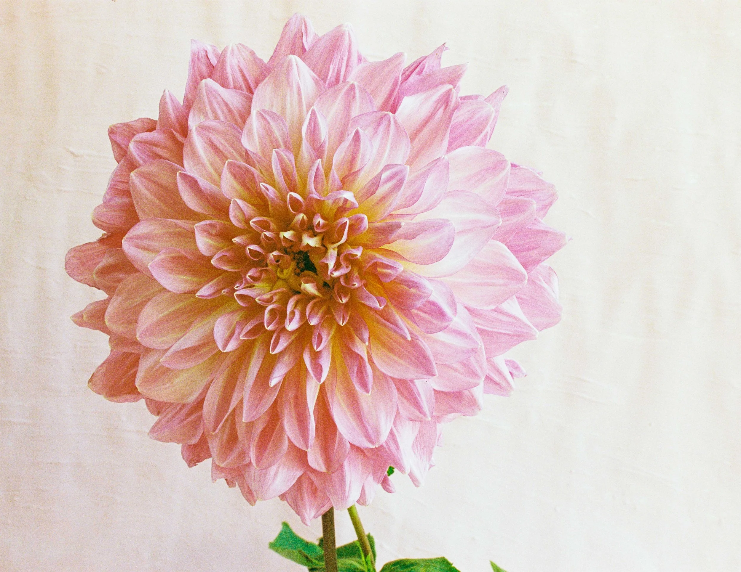 DAHLIAS ON FILM