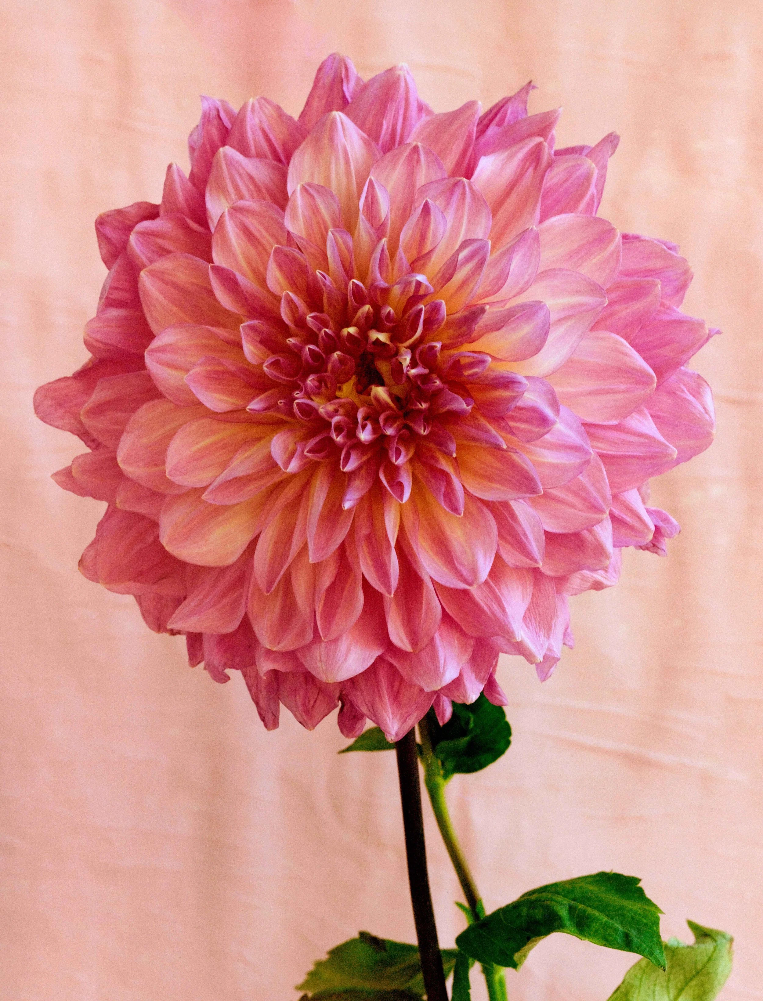 Vanessa Taylor Flower Scan 4a.jpg