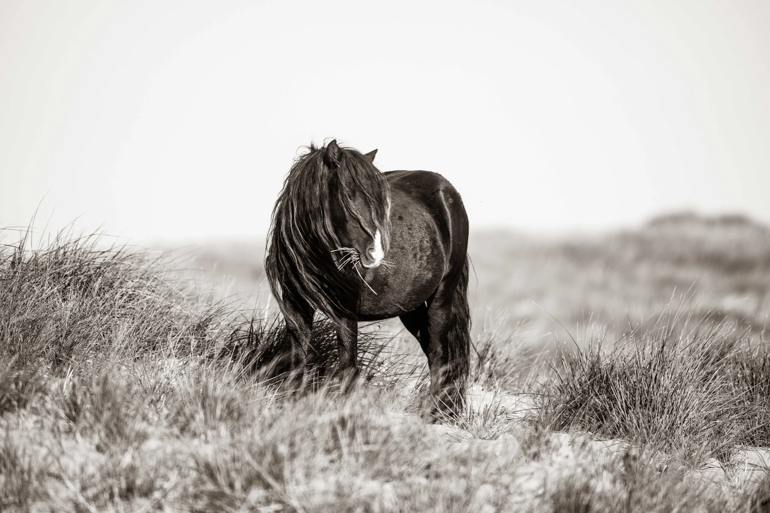 WILD HORSES OF SABLE ISLAND