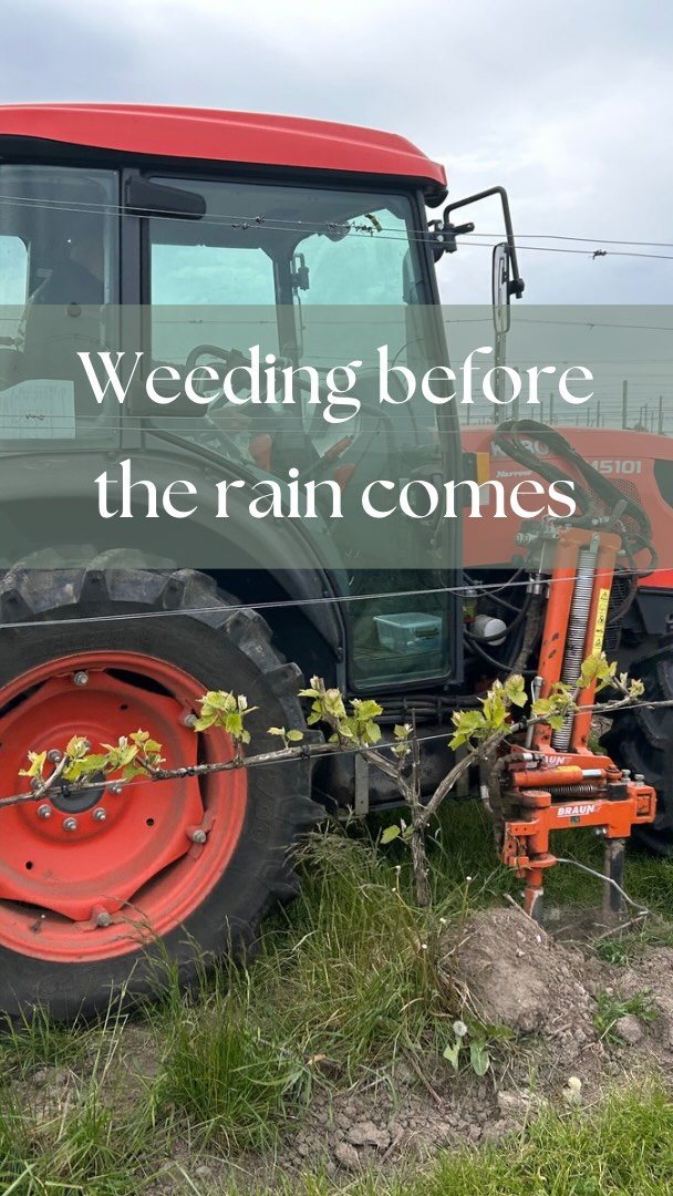 Endelig kommer der noget regn og det er vi glad for da vores vinstokke vil have godt af det. Derfor har Esben været ude og bekæmpe ukrudtet under vinstokkene så ukrudt ikke overtager.
********
Finally the rain is coming. We are h
