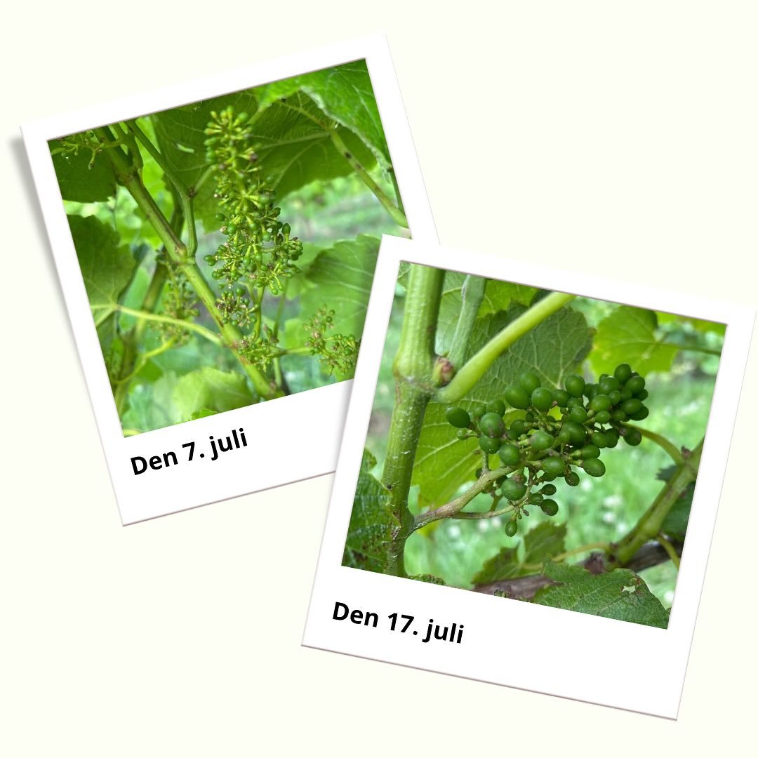 🌿 Sommer i vinmarken ☀️
Vinstokkene vokser hurtigt – og Solaris-druerne er allerede på ærtestørrelse 🍇
Om et par uger starter veraison, hvor druerne begynder at modne. Vi begynder så småt at tænke på