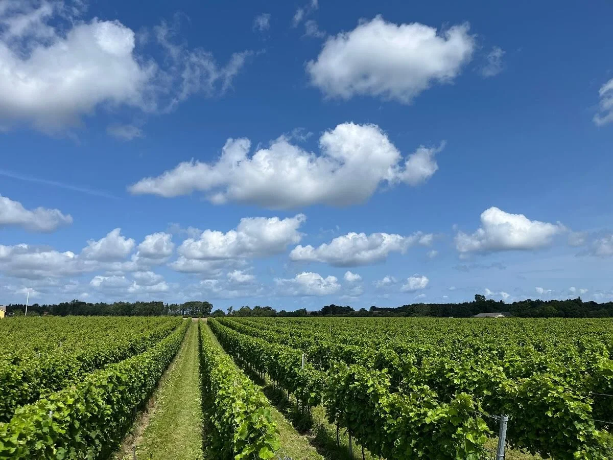 🌱 Endelig står vinmarken flot og klar til sensommeren!
Vi har brugt den sidste måned på at binde planterne op – og Esben har givet marken en kærlig trimning i den her uge 🍇✨
Som økologisk vingård kræ