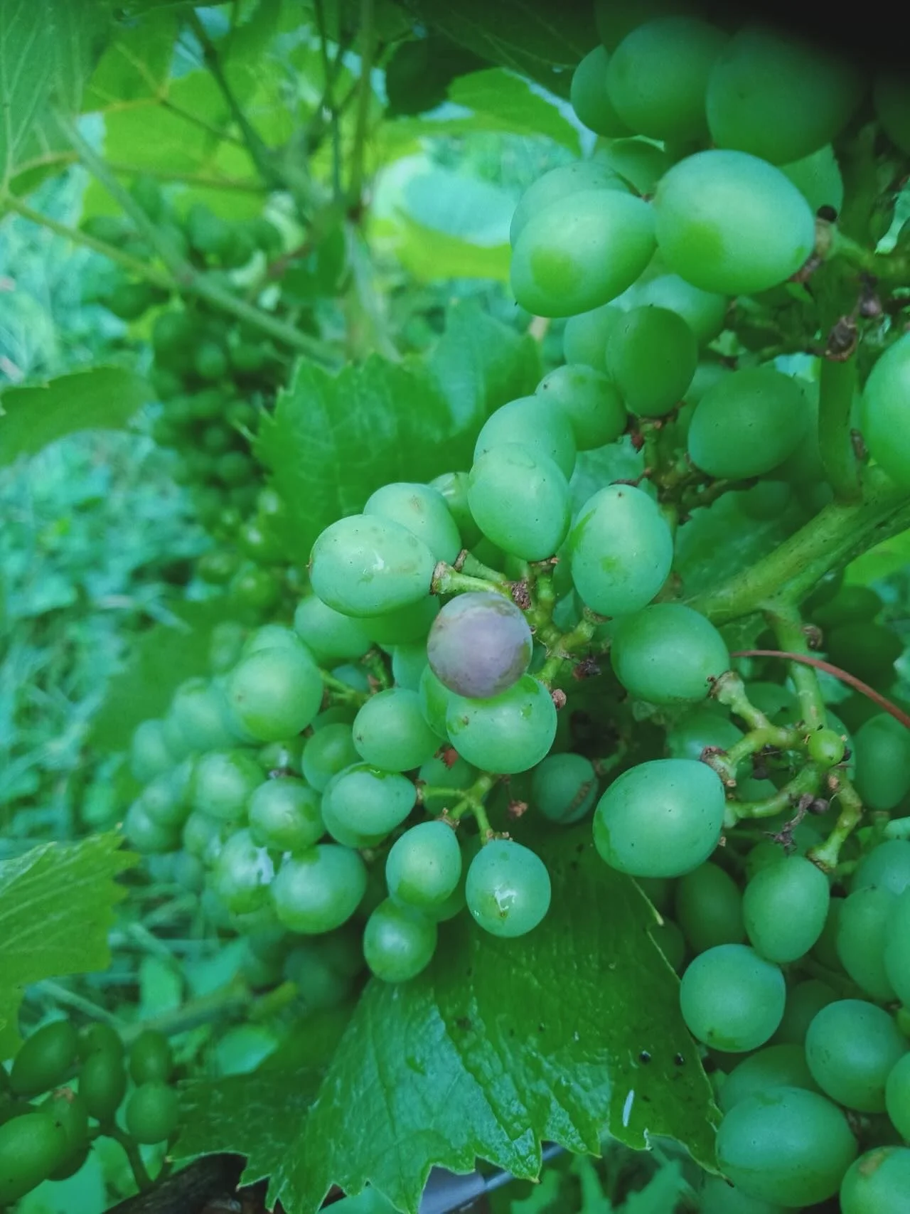 🍇 Veraison er i gang!
De første druer skifter farve – og det er Cabernet Cantor, der fører an. Fra grøn til lilla – et sikkert tegn på, at modningen er startet og høsten nærmer sig.
Nu begynder de