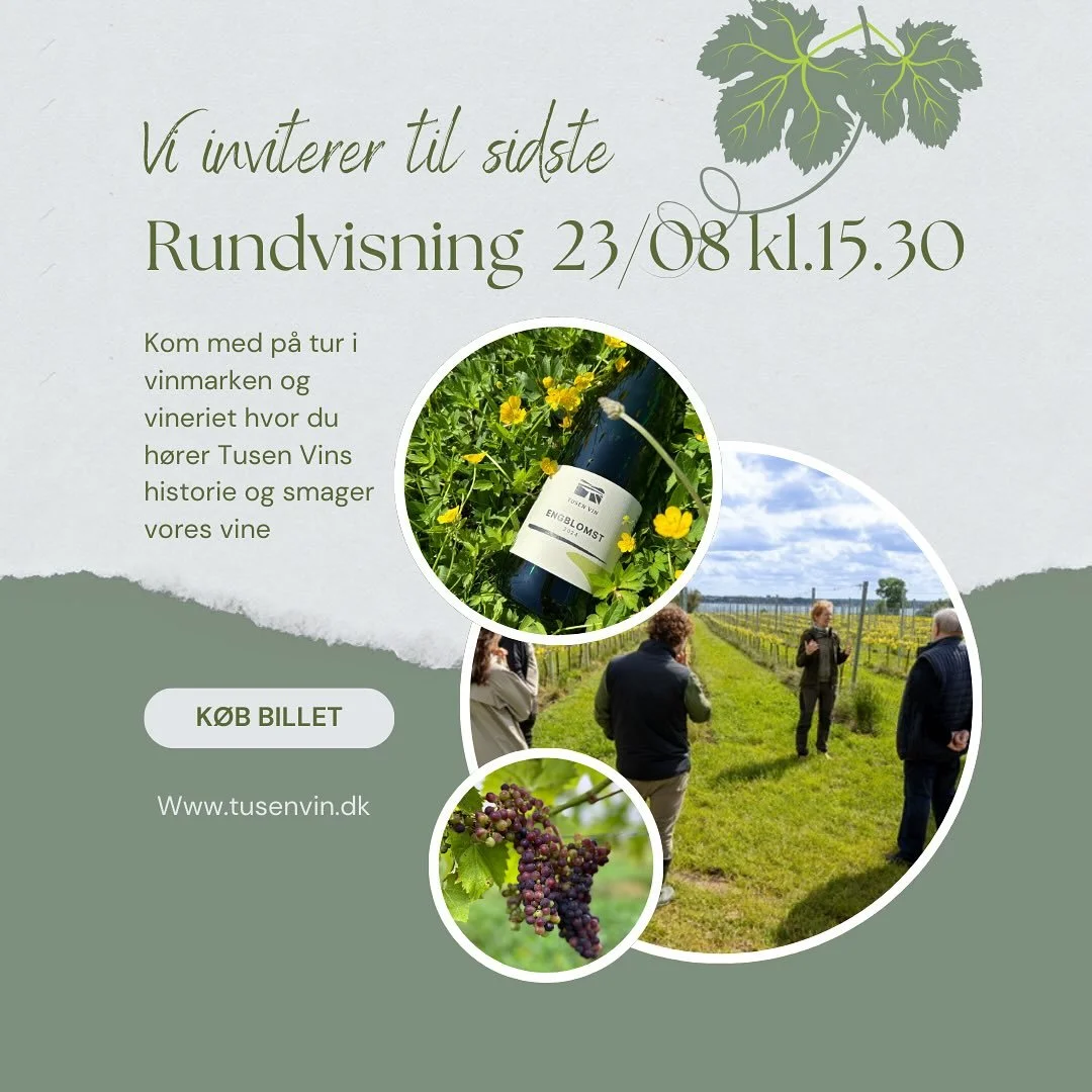 🌿🍇 Sidste rundvisning i vinmarken & vineriet denne sommer! 🍇🌿
Kom med d. 23. august kl. 15.30, når vi åbner portene til både mark og vineri for sidste gang i år.
Vi tager jer med på en tur gennem vinmarken, fort