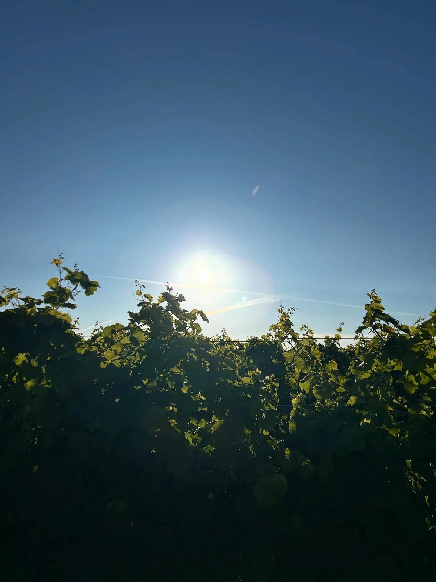 Dejligt at tage en tur i vinmarken om morgenen. Vi skal huske at nyde alt vores sommerarbejde. Det giver energi at se hvor fint vinmarken står og hvordan druerne udvikle sig. Snart er høsttiden der og det er virkelig noget vi kigger frem
