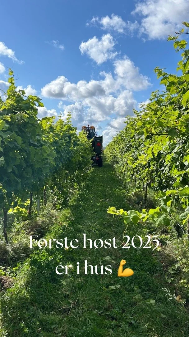 Første høst i hus! 🍇
Tallene så rigtig ud i går, så de allerførste druer til vores mousserende vin Fjordgus, er plukket. Nu starter forvandlingen fra druesaft til vin.
Hver klase er et lille koncentrat af det d