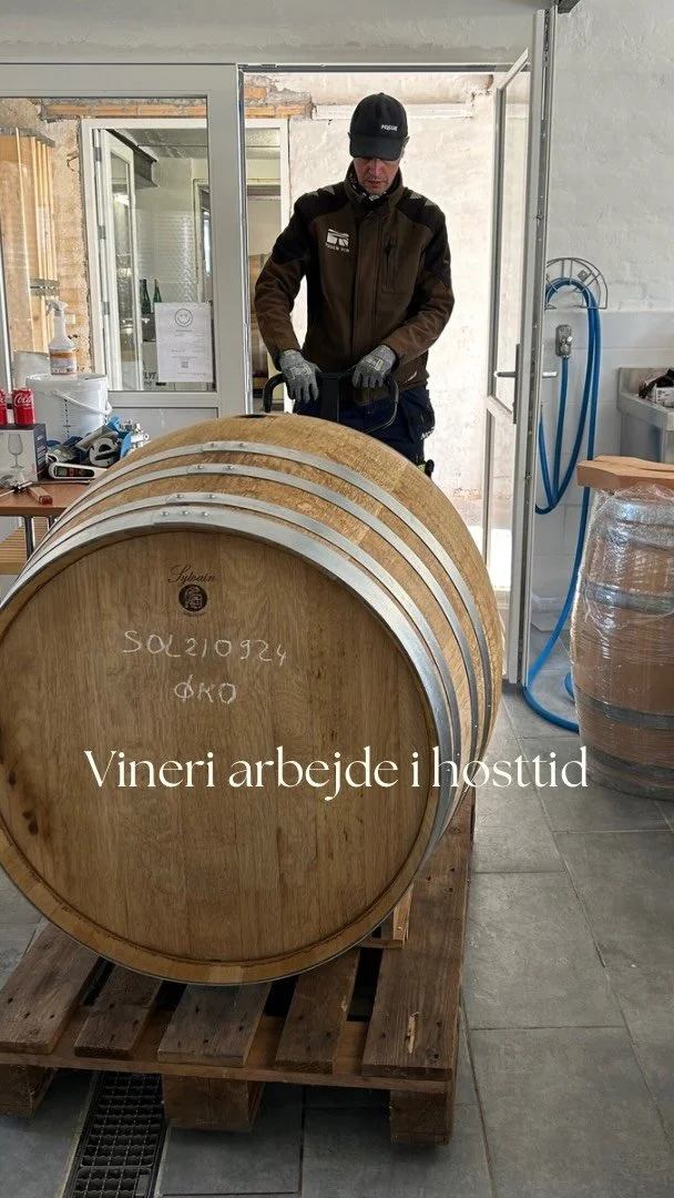 🍇 Høsten er kun begyndelsen!
Selvom det ser ud som om det hele handler om at plukke druer og presse dem, så er det faktisk arbejdet i vineriet, der tager mest tid lige nu.
Når tankene er fyldt efter presningen, bliver vinen n&ael