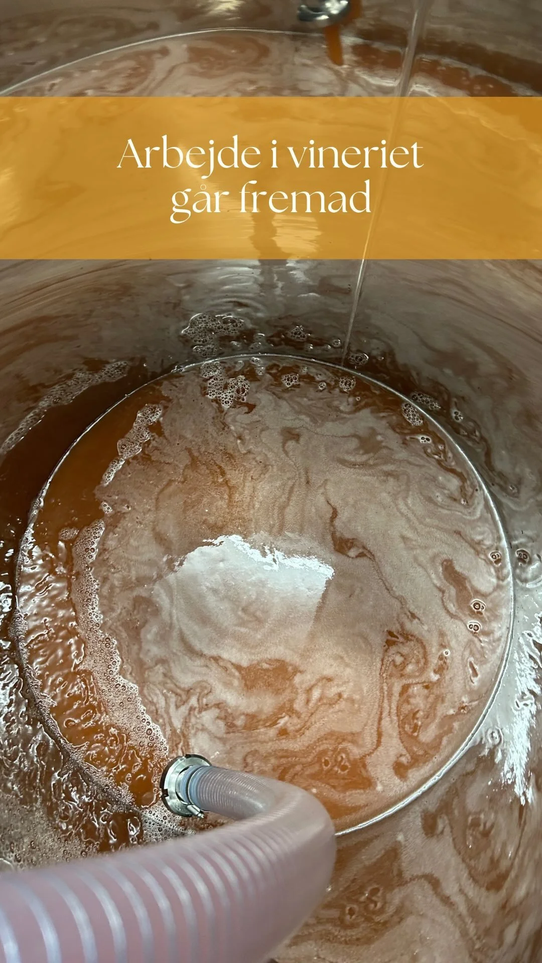 Så er næsten alle vine på plads i vineriet! 🍇
De står nu og gærer stille og roligt, mens vi smager og følger dem tæt.
De første partier er allerede ved at være færdige – og vi gl&ae