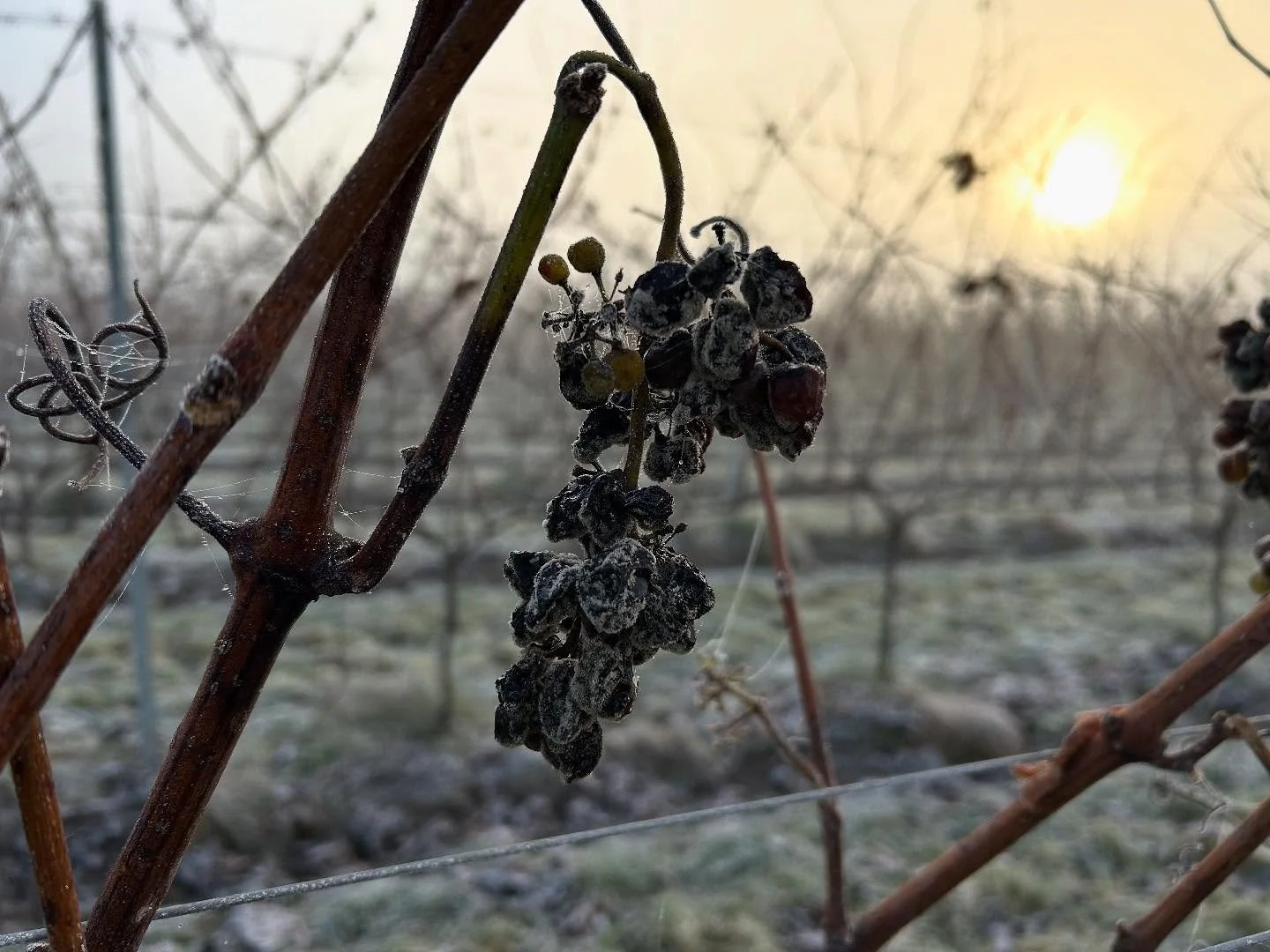 ❄️ Nedt&aelig;llingen er i gang ❄️

Vinteren har lagt sig over vinmarken &ndash; og mens frosten tegner de smukkeste m&oslash;nstre p&aring; de sidste drueklaser, t&aelig;ller vi ned.
Der er kun 6 dage tilbage, f&oslash;r vores crowdfunding-projekt s