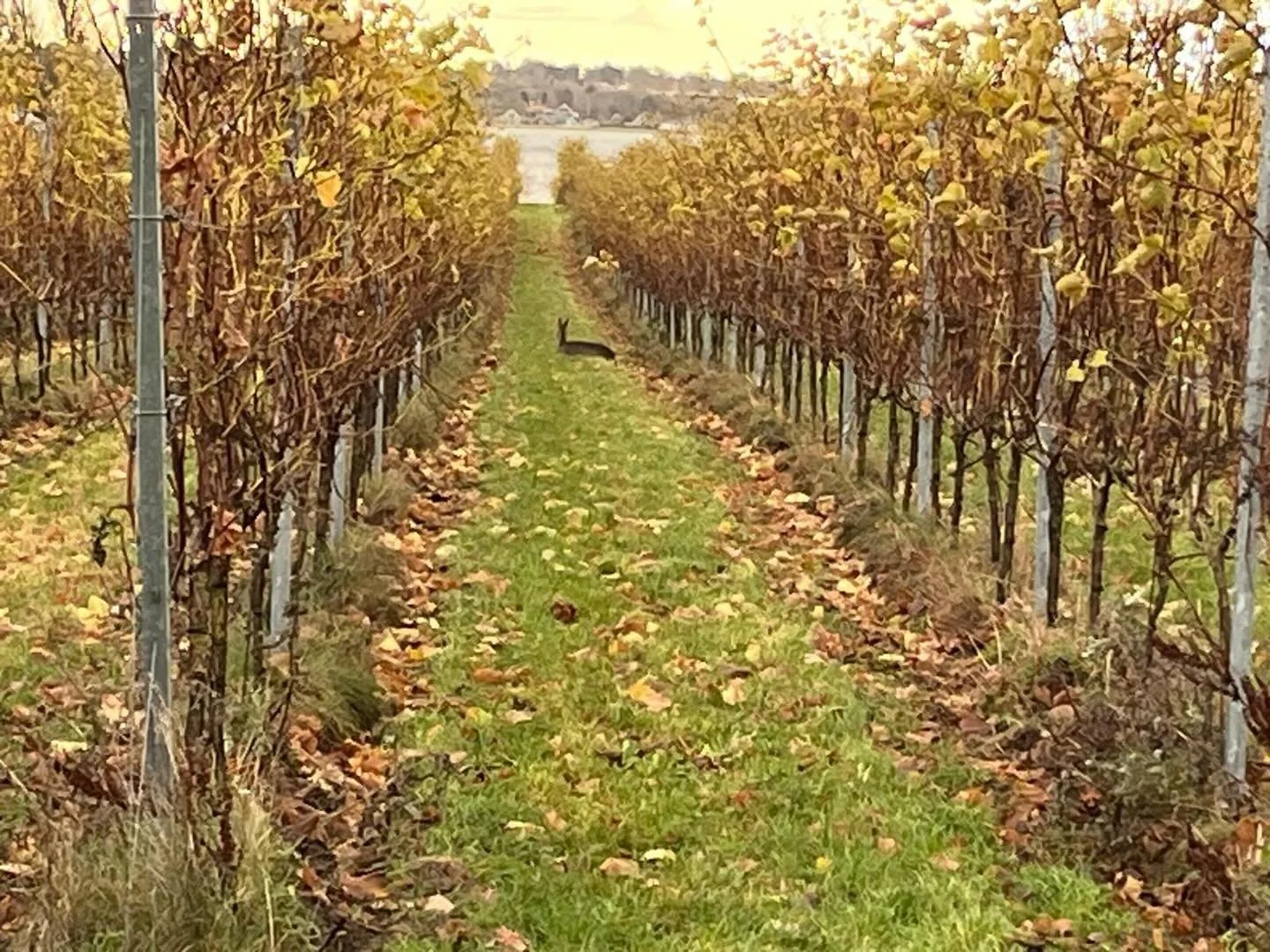 Midt mellem Souvignier gris vinstokke fandt vi i dag en s&aelig;rlig g&aelig;st.
Et r&aring;dyr, der l&aring; helt roligt i gr&aelig;sset &ndash; som om vinmarken ogs&aring; var dens hjem 🦌✨
For os er det et smukt bevis p&aring;, at &oslash;kologi o