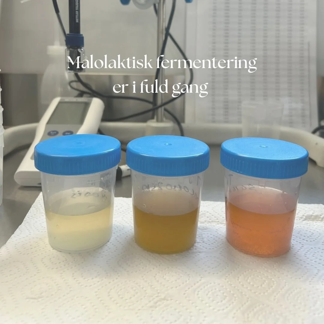 N&aring;r syren finder ro &ndash; MLF er begyndt 🥂

Vores nye &aring;rgang er officielt g&aring;et ind i den malolaktiske fermentering &ndash; ogs&aring; kaldet &ldquo;MLF&rdquo; blandt vin-n&oslash;rder 🍇✨

Det er her, vinen gennemg&aring;r en nat