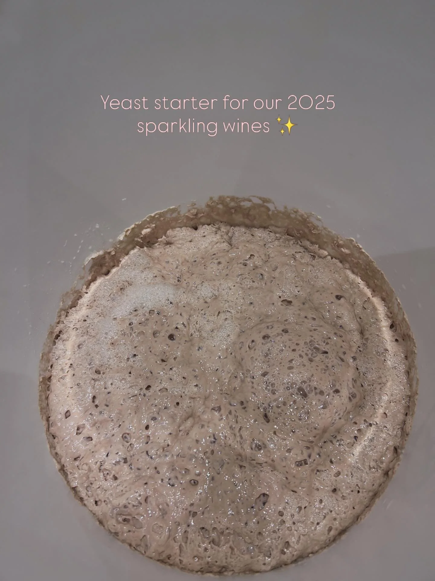 🍇✨ Forberedelserne til vores n&aelig;ste mousserende vine er i fuld gang! Vi er lige nu i gang med at ops&aelig;tte g&aelig;rstarteren, som er hjertet i g&aelig;ringsprocessen. Det er her, magien starter &ndash; og snart bobler vores vin lystigt i f