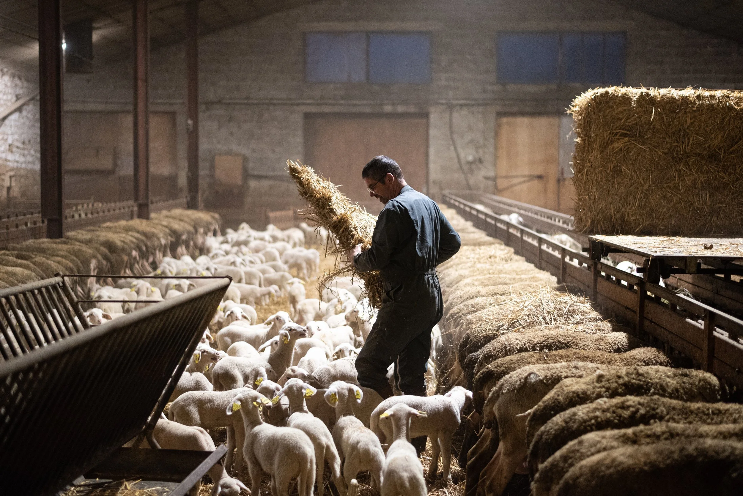 Ferme de Billorgues agneaux.jpg