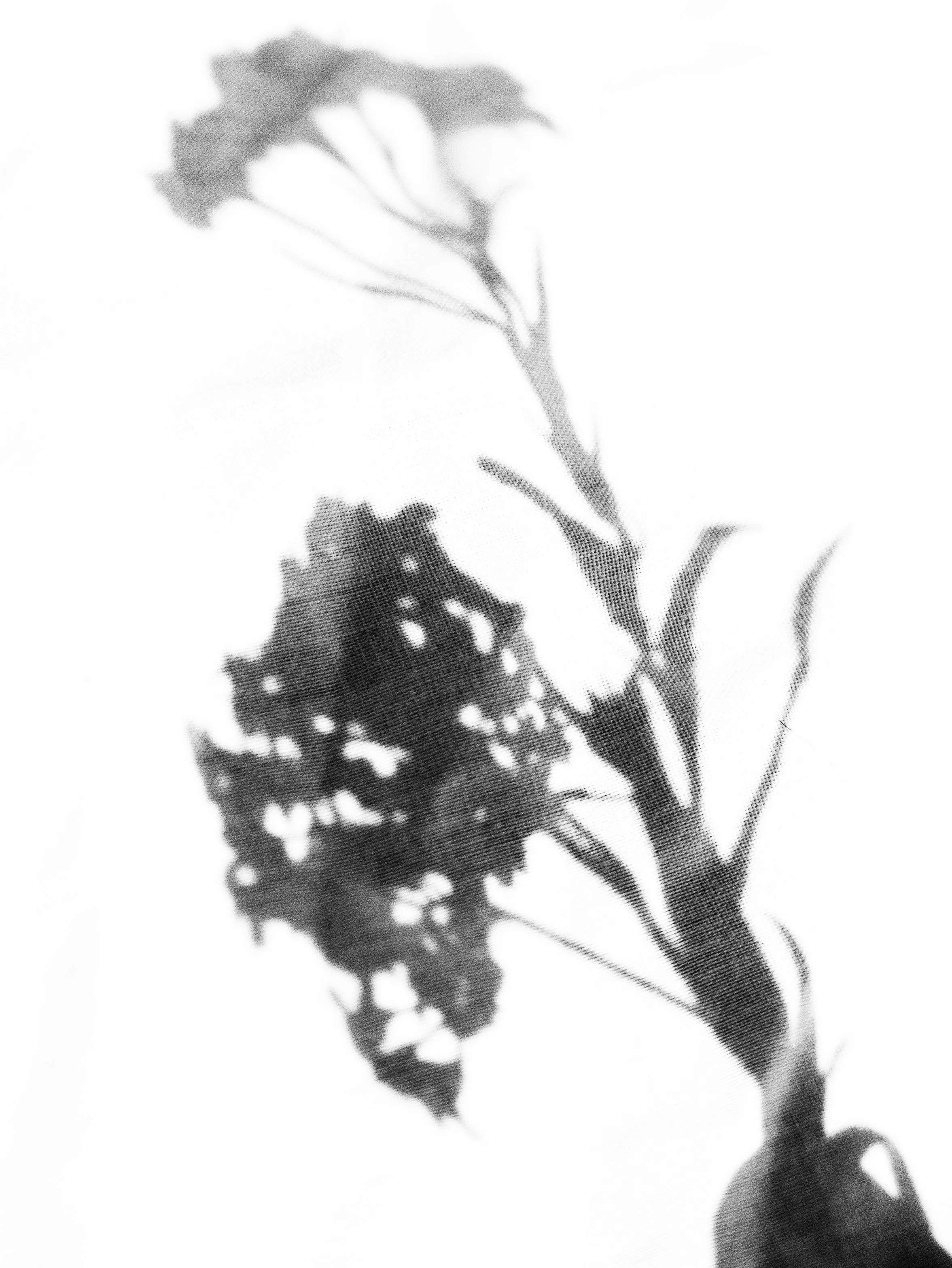 shadows on linen.jpg