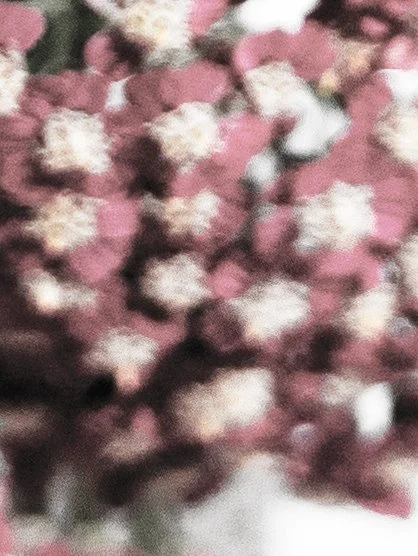blurred flowers.jpg