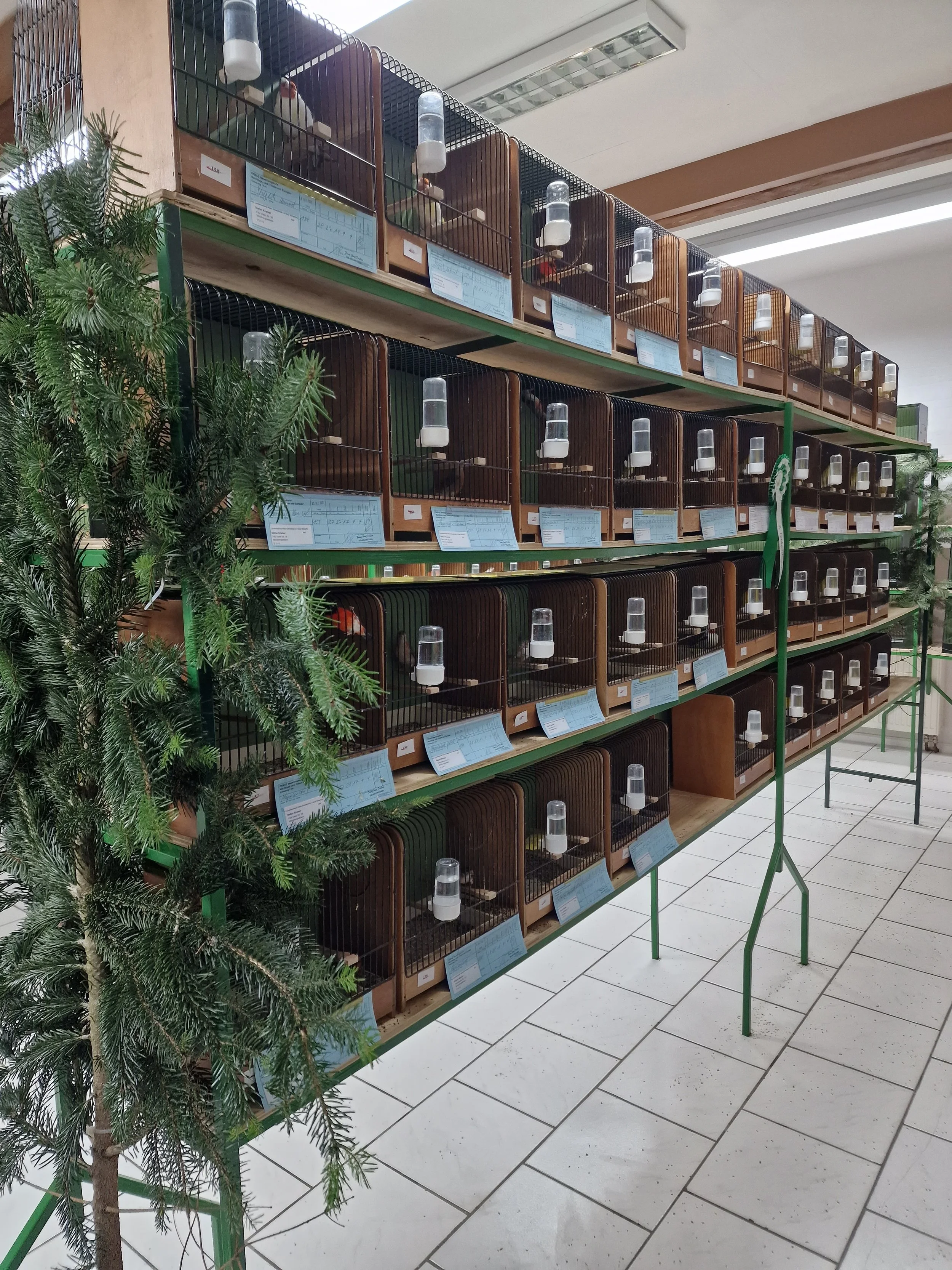 Verbandsmeisterschaft 2024 Ausstellung Tag 1