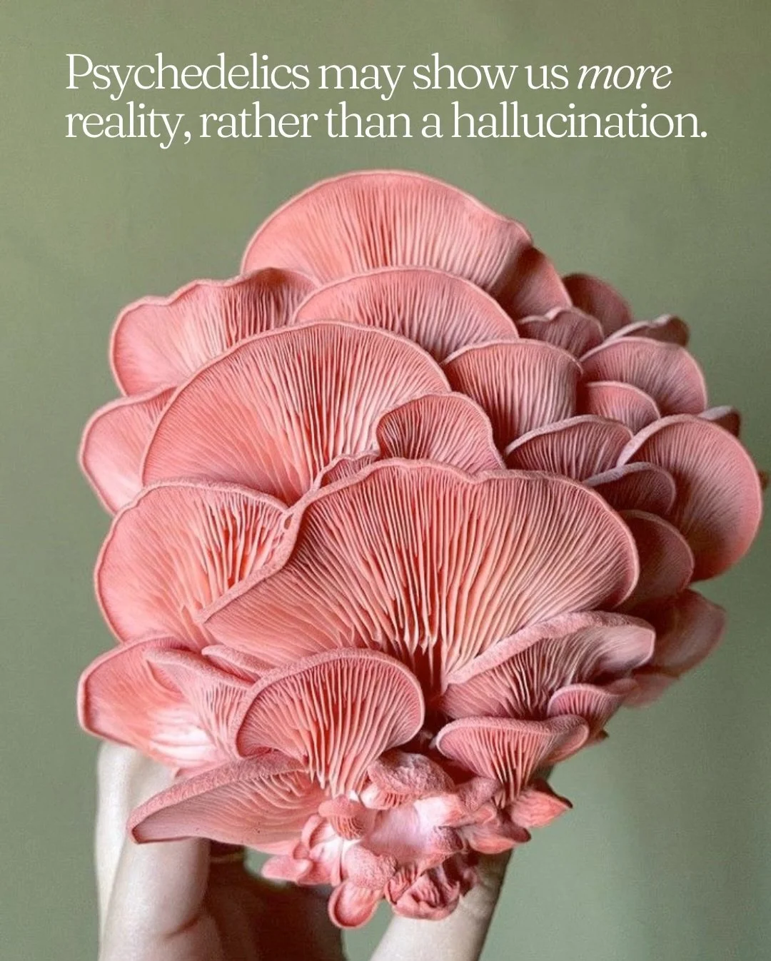 We often think of psychedelics as creating hallucinations&mdash;seeing things that aren&rsquo;t real.

But neuroscience suggests a more interesting possibility.

Our everyday perception isn&rsquo;t a direct readout of reality. The brain is constantly