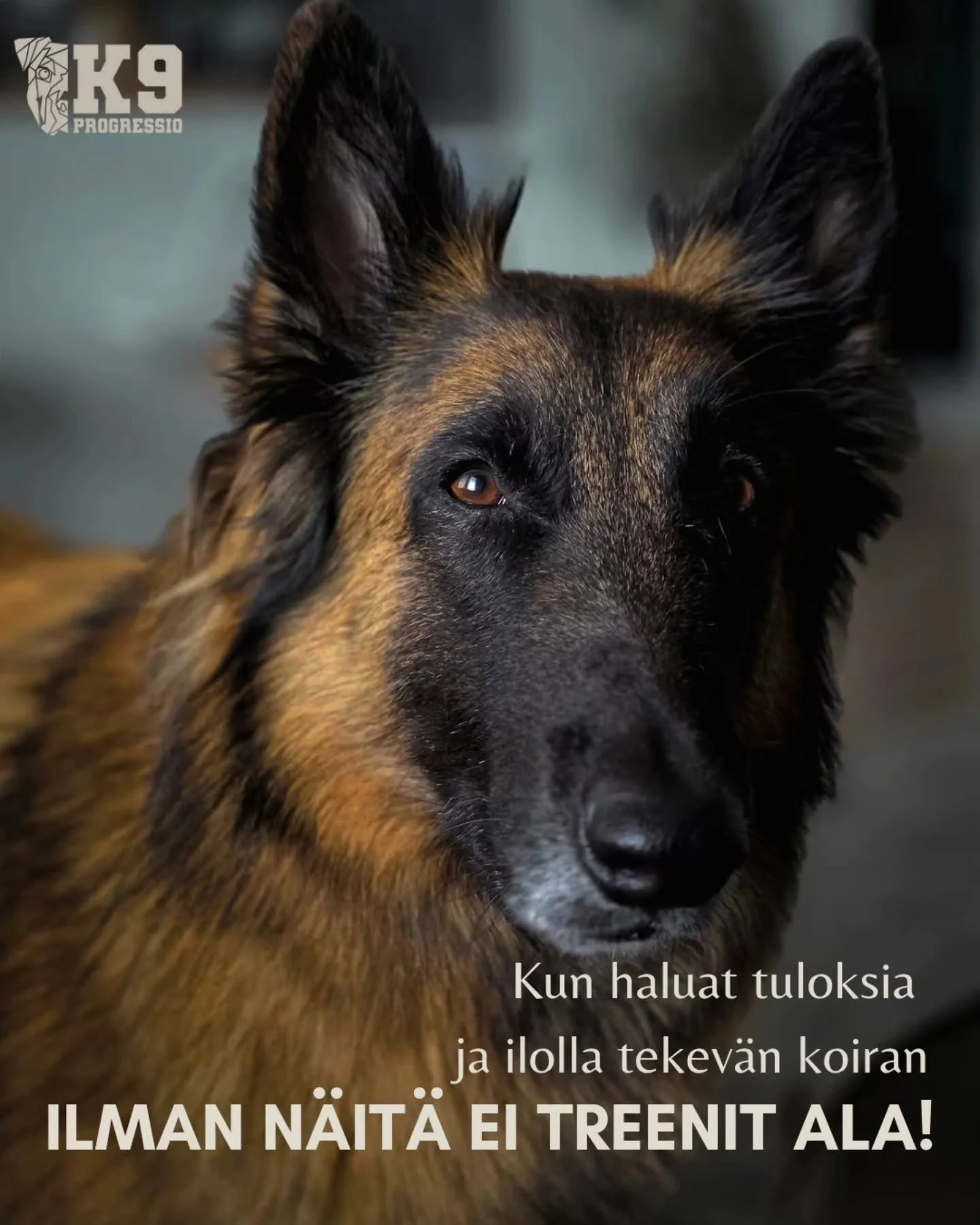 Ainakaan mun treenit ei oo en&auml;&auml; alkanut 😅

1️⃣ Max. 1-3 treenattavaa asiaa samassa treeniss&auml;, joita oon my&ouml;s sitoutunut treenaamaan seuraavat nelj&auml; viikkoa 

2️⃣ L&auml;mmittely ja orientoituminen on osa treeni&auml; ja oon 