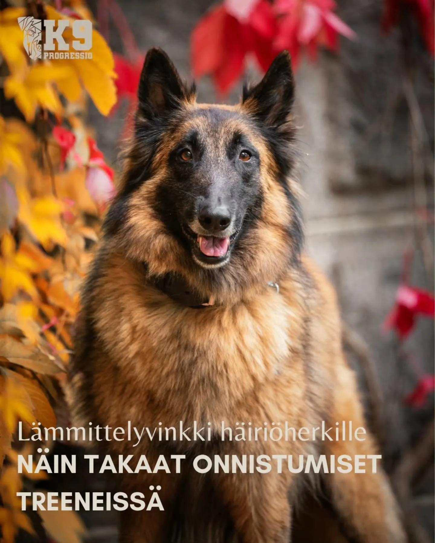 M&auml; oon teet&auml;tt&auml;nyt t&auml;t&auml; peli&auml; sporttipentujen kursseilla ja lopputulos k&auml;yt&auml;nn&ouml;ss&auml; kaikkien koirien kohdalla on ollut sama. Halu tulla tervehtim&auml;&auml;n tai &quot;karata&quot; mun tai muiden kurs