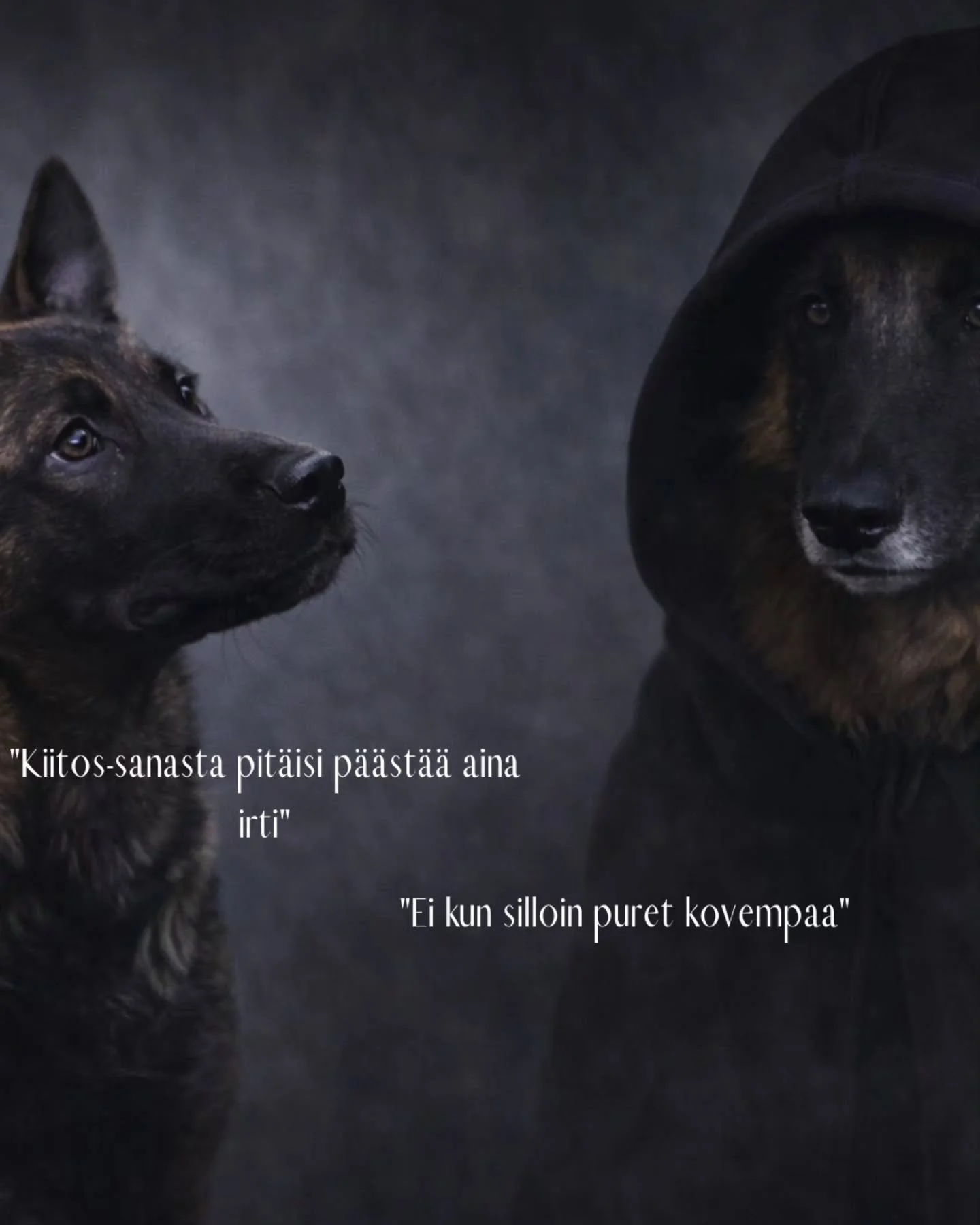 Marvel mentoroimassa Megaraa viel&auml; ennen viikonlopun viettoon siirtymist&auml; 🧙🏼

Disclaimer: Vasemman puoleinen alkuper&auml;inen kuva @idaphotoss kaks muuta mun ottamaa ja teko&auml;ly hoiti loput.

#belgianpaimenkoira #tervueren #malinois 