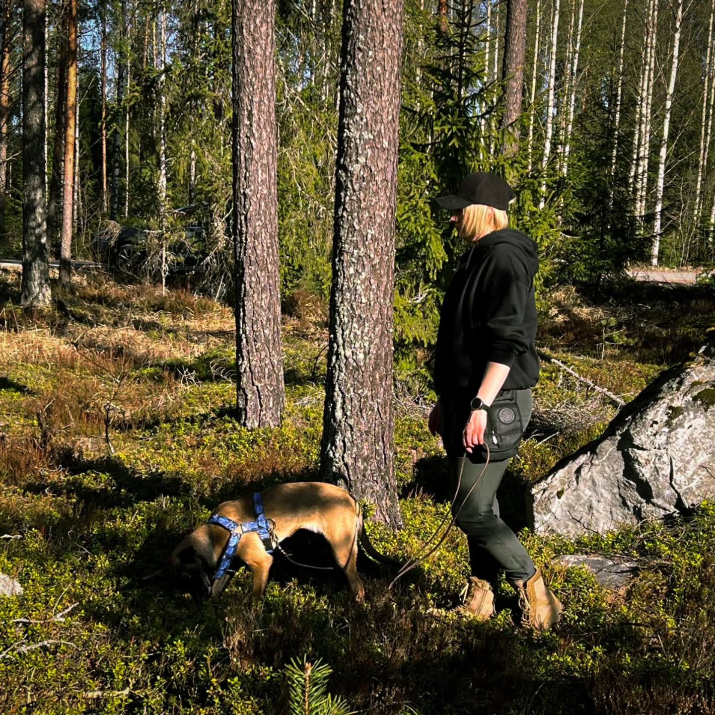 Nyt ei kyll&auml; treenikelit t&auml;st&auml; en&auml;&auml; parane 🤙🏼 Molempien koirien kanssa tahkottu nyt j&auml;lkihommia ja t&auml;n&auml;&auml;n jatkui samalla teemalla 👣 Megaralle alustoja ja maavainuty&ouml;skentelyn vahvistamista sek&auml