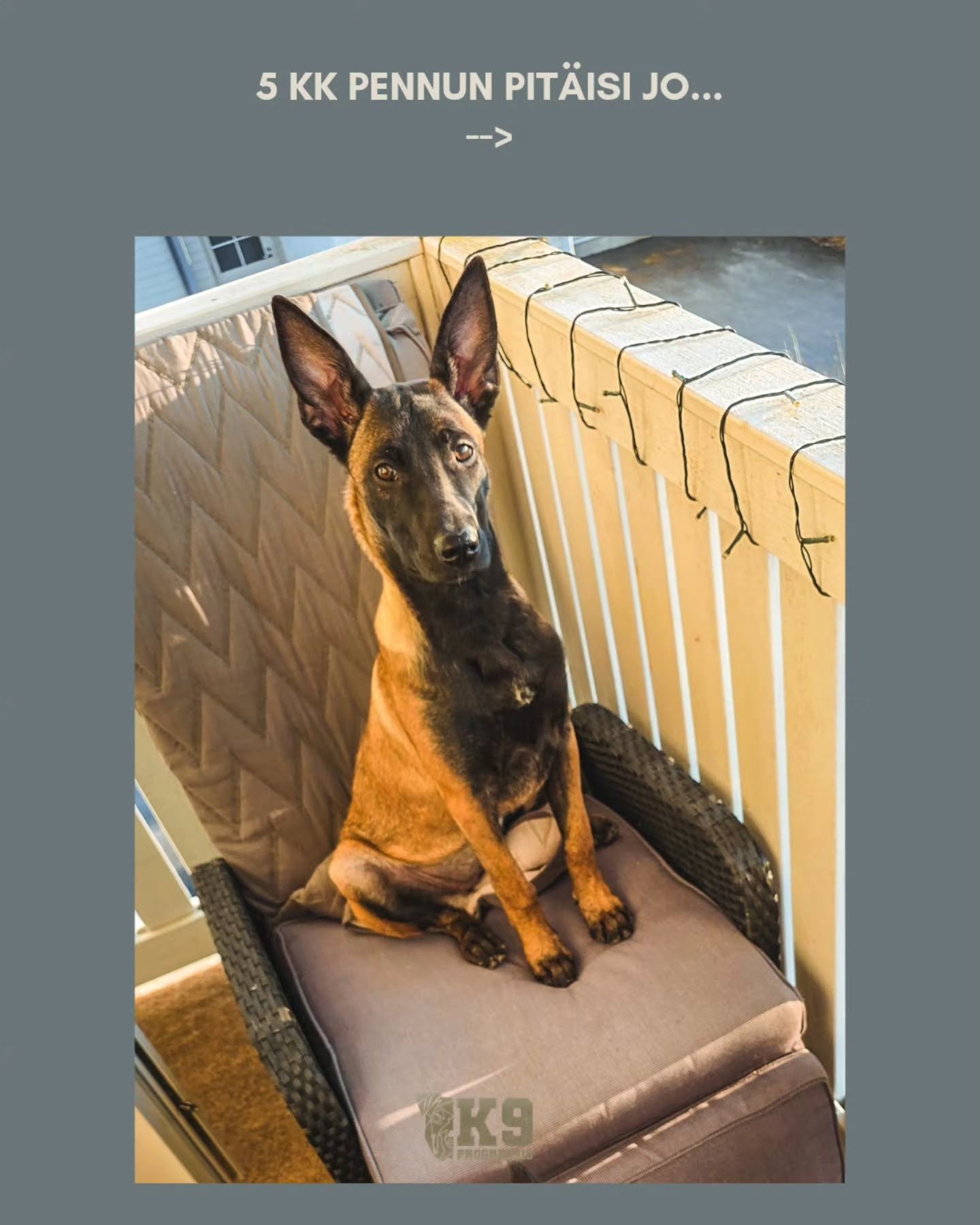 Megara t&auml;n&auml;&auml;n 5kk (kai, oon sanonut n&auml;in kohta kuukauden). Kai teid&auml;nkin pennuilla on jo n&auml;m&auml; perusasiat hallussa?

#koirankouluttaja
#koiranpentu #koirankoulus #malinois