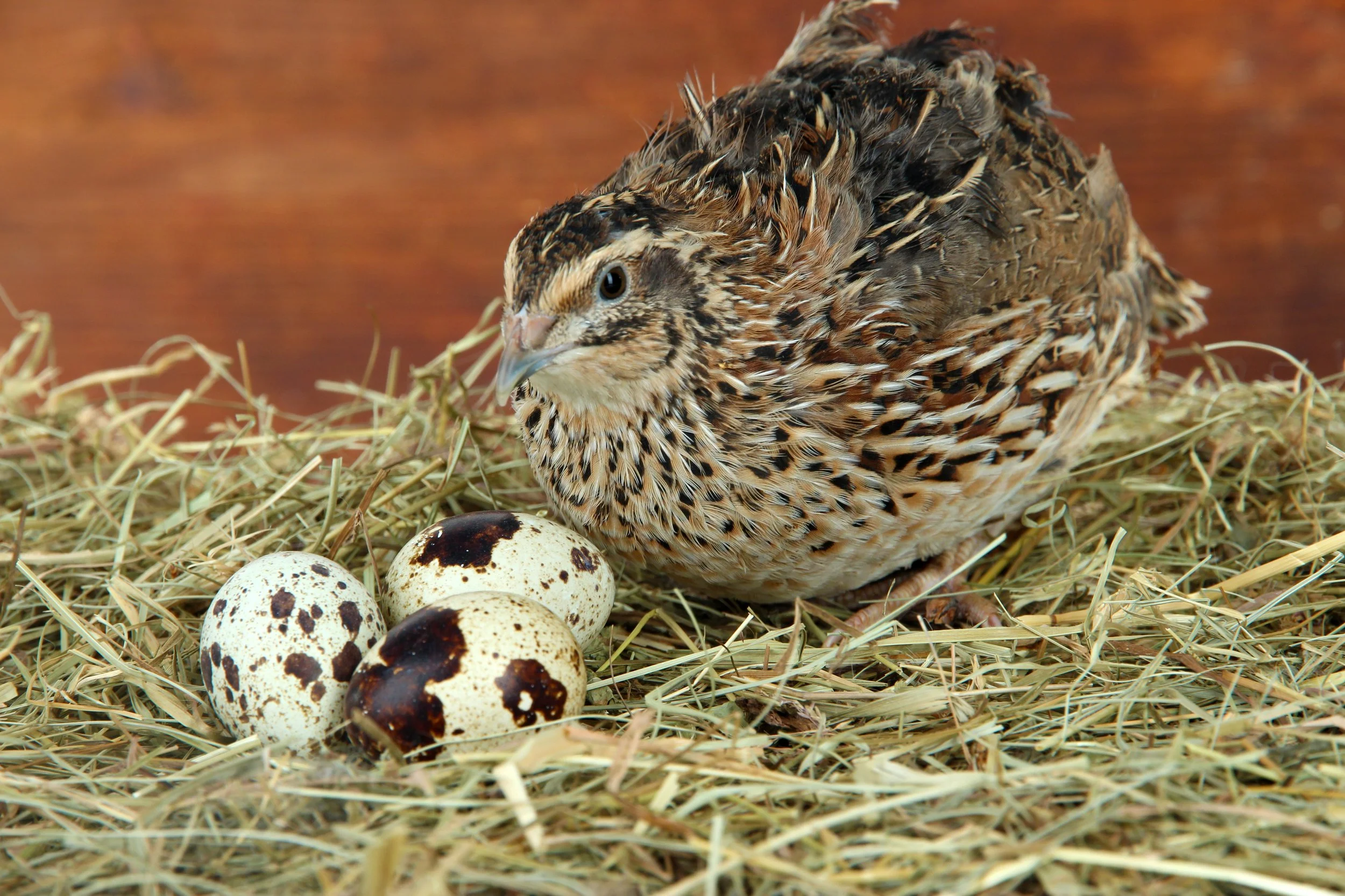 A quail sitting on a nest of hay with three speckled eggs.