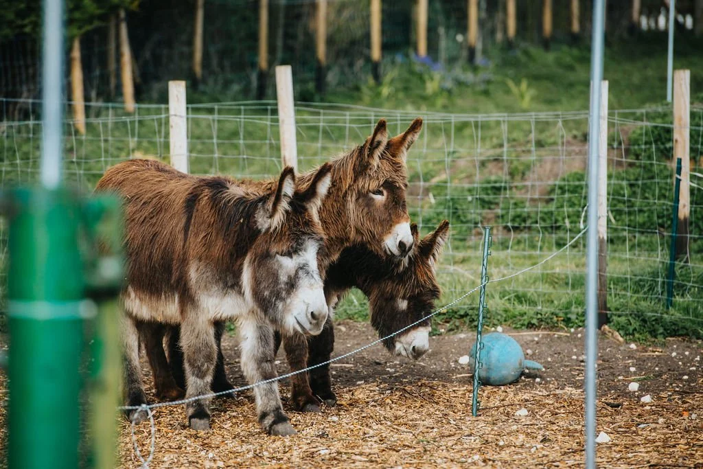 Two donkeys standing inside a fenced enclosure on a farm or ranch with green hills and trees in the background.