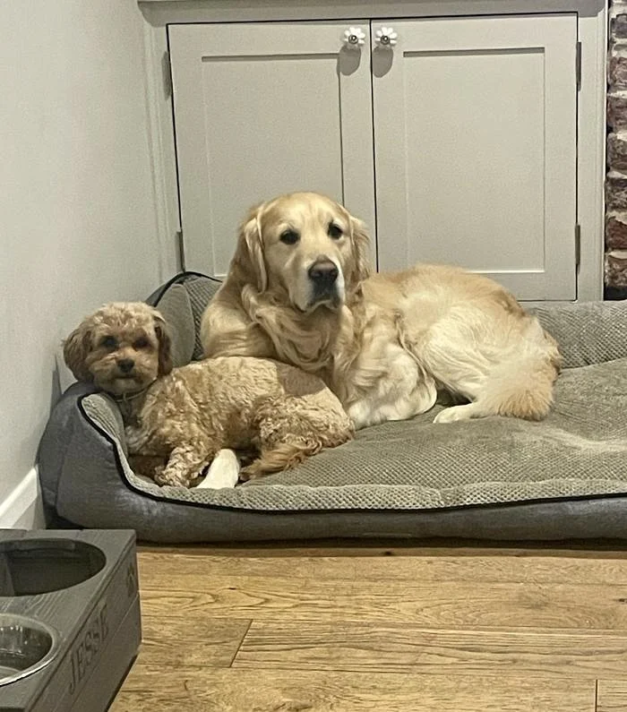 Jesse and Honey the dogs.jpg