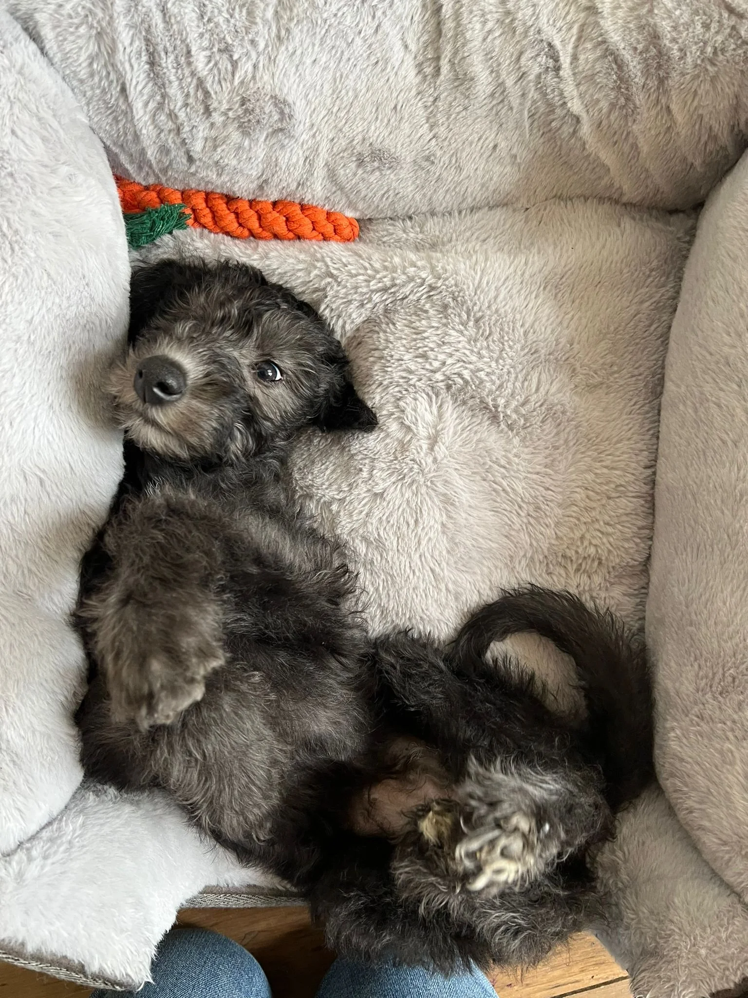 Albie the lurcher puppy.jpeg