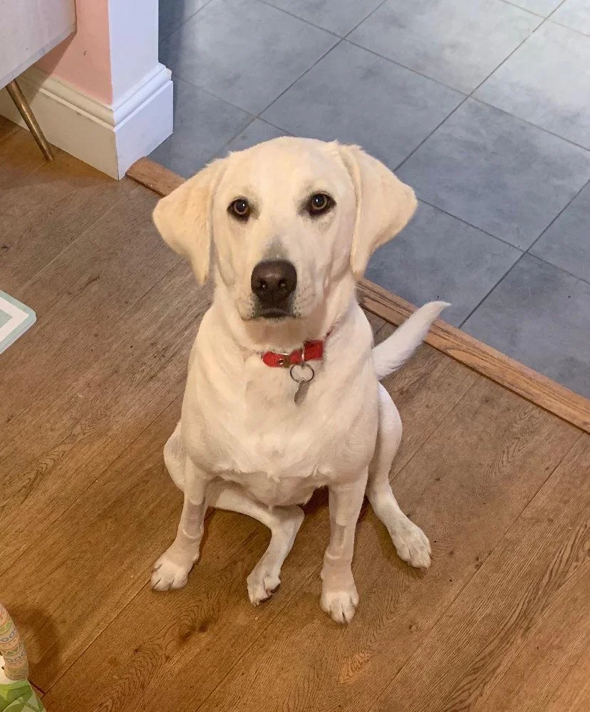 Poppy the golden lab.jpeg