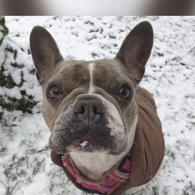 Marnie French Bulldog.jpg