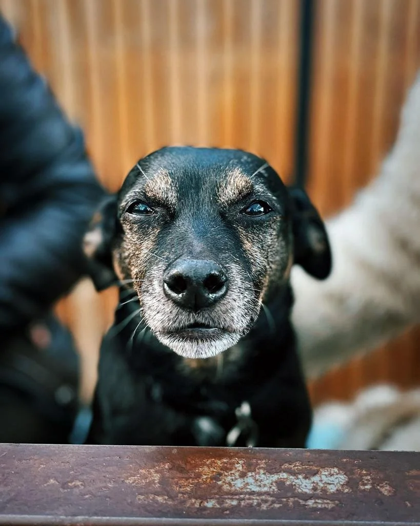 Nina black and brown little dog.jpeg