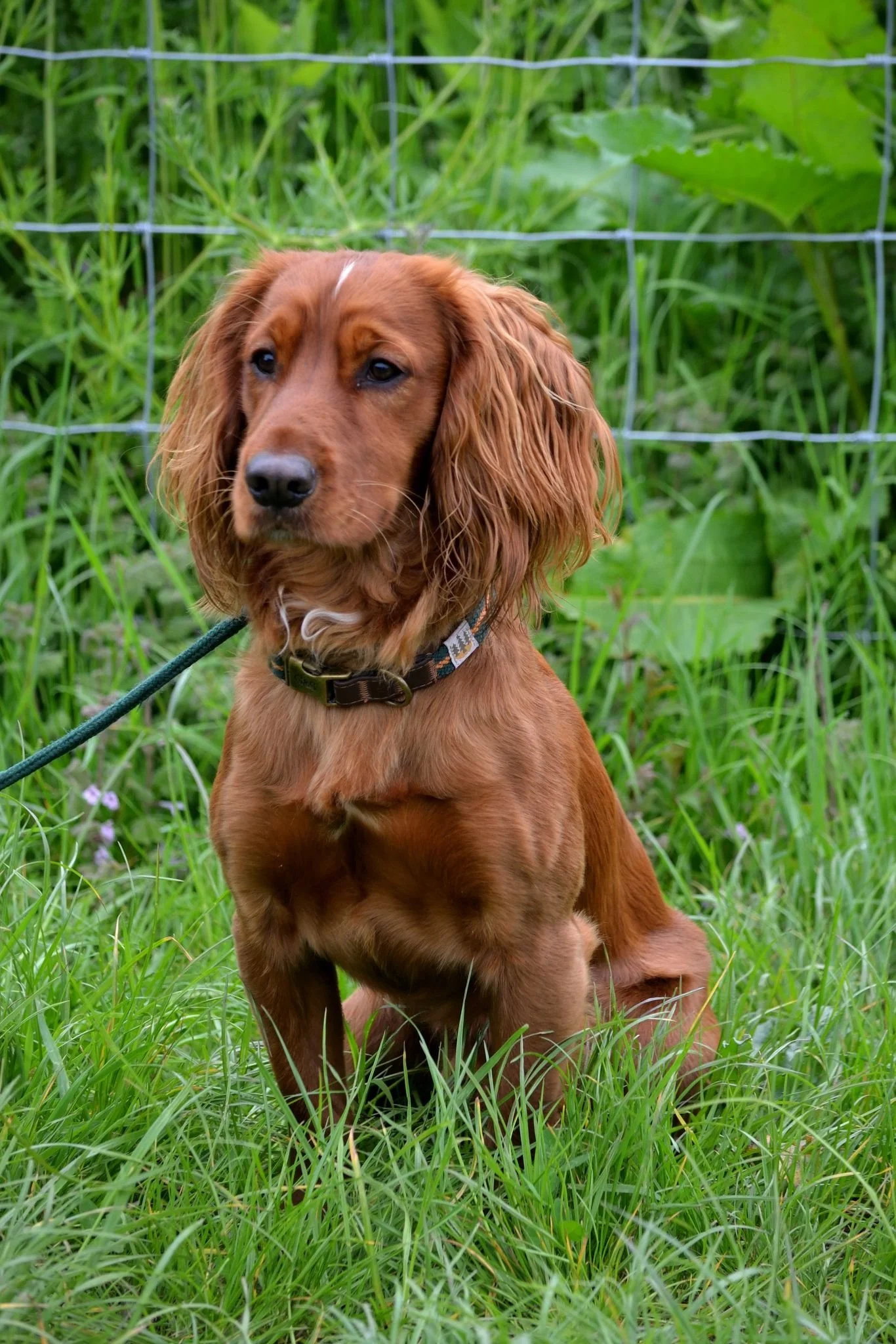 Woody the spaniel.jpeg