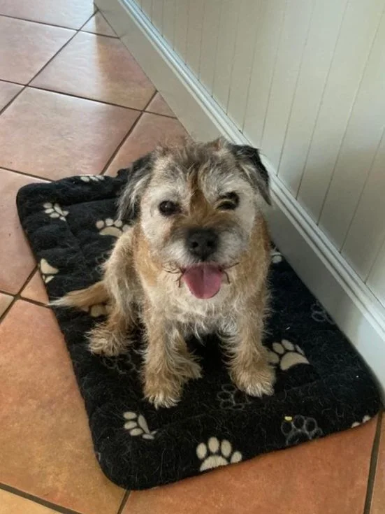 Colin the border terrier.jpg