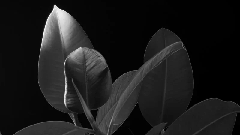 Plants.jpg