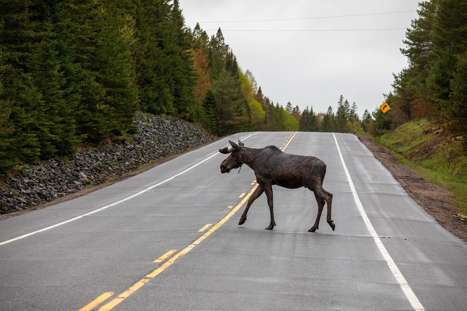 Moose crossing the road in Algonquin Park