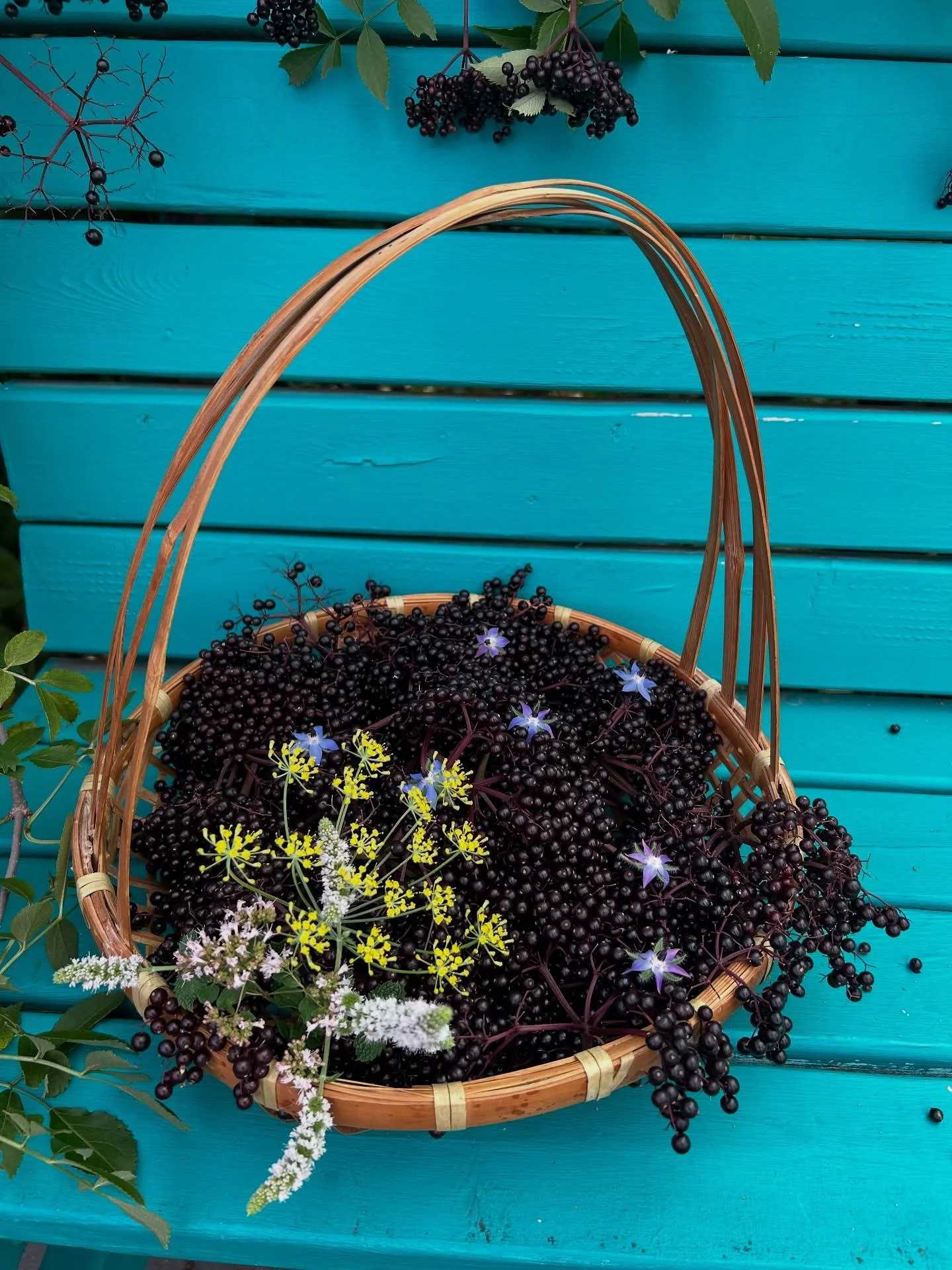 It took some serious negotiations with the birds, but the other week we successfully harvested some beautiful elderberries from our garden. The plan is to turn it into a delicious compote for our annual fundraiser on 10/2, Inside Wayside. Grab your t