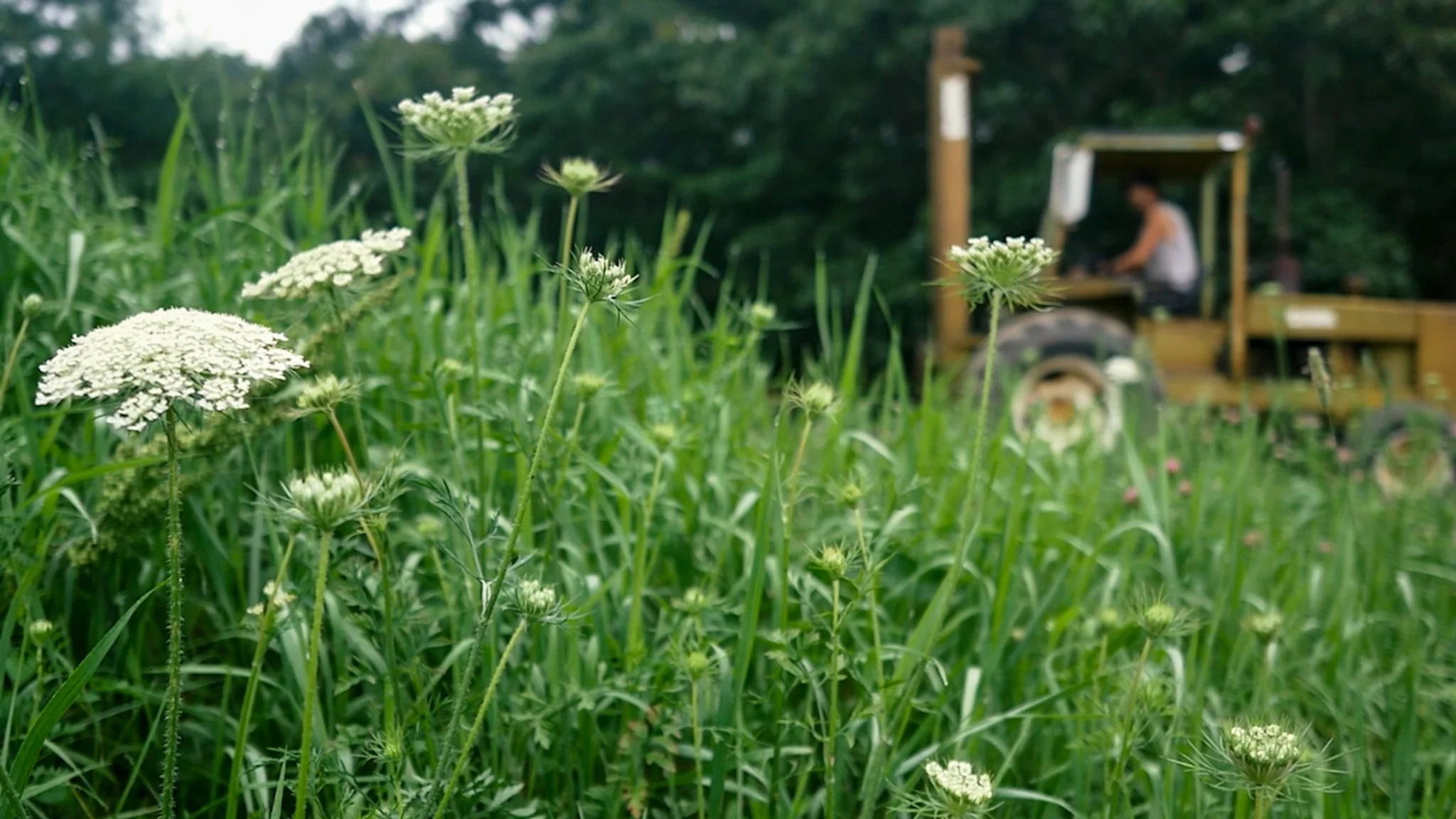Wildflowers with tractor in background