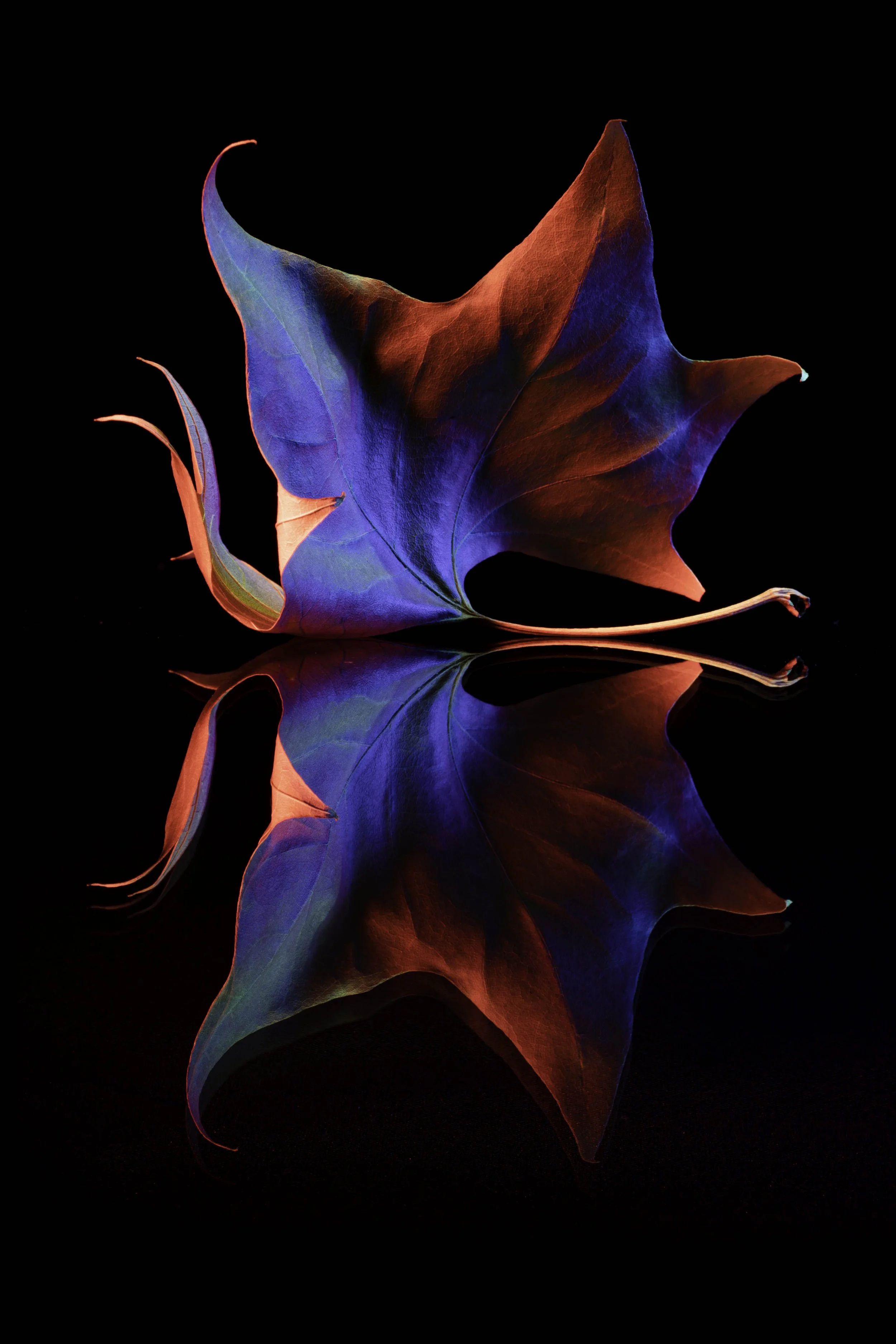 _1011986-Edit.jpg