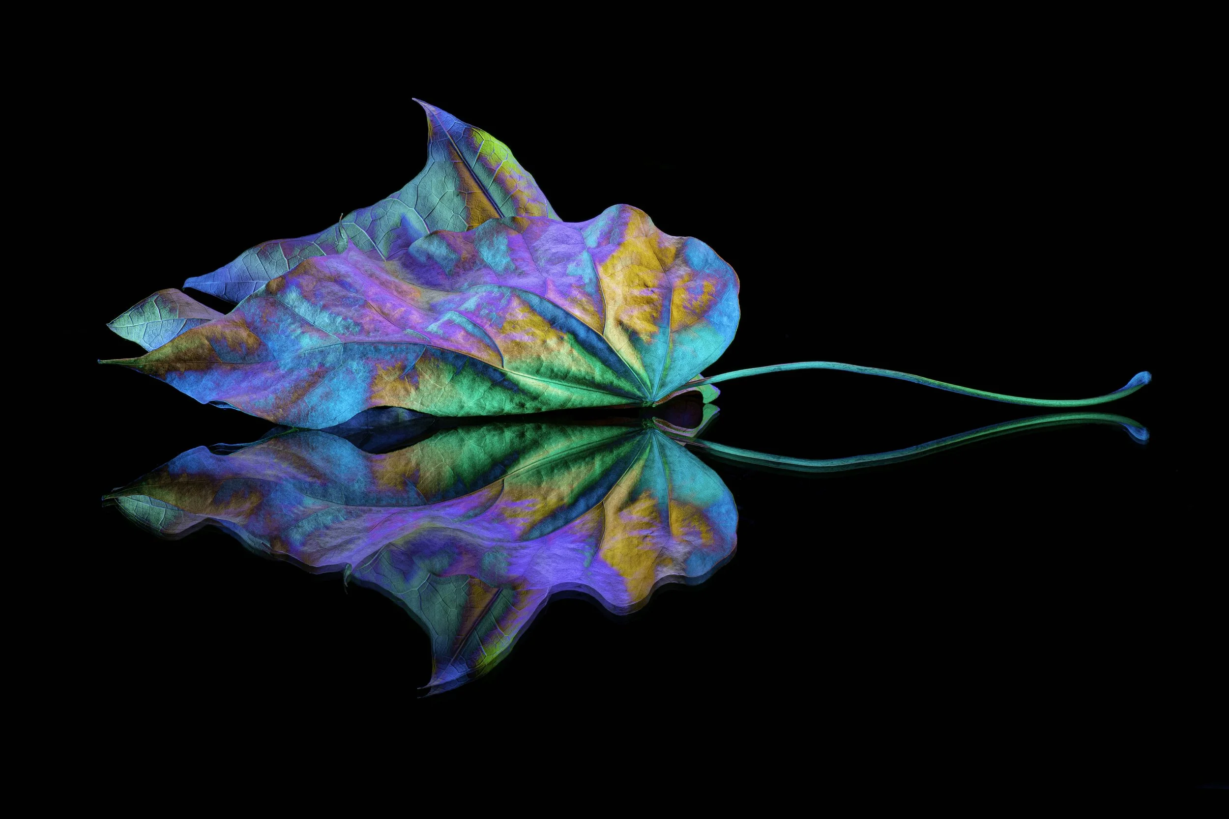 Leaf 2.jpg