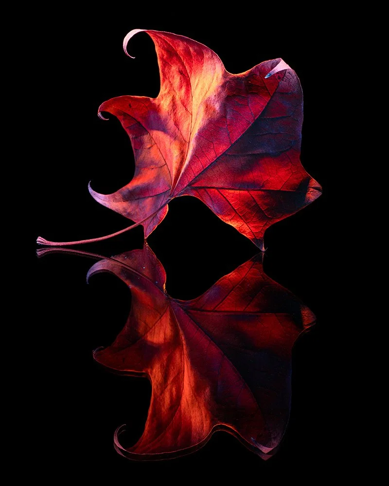 _1011384-Edit.jpg