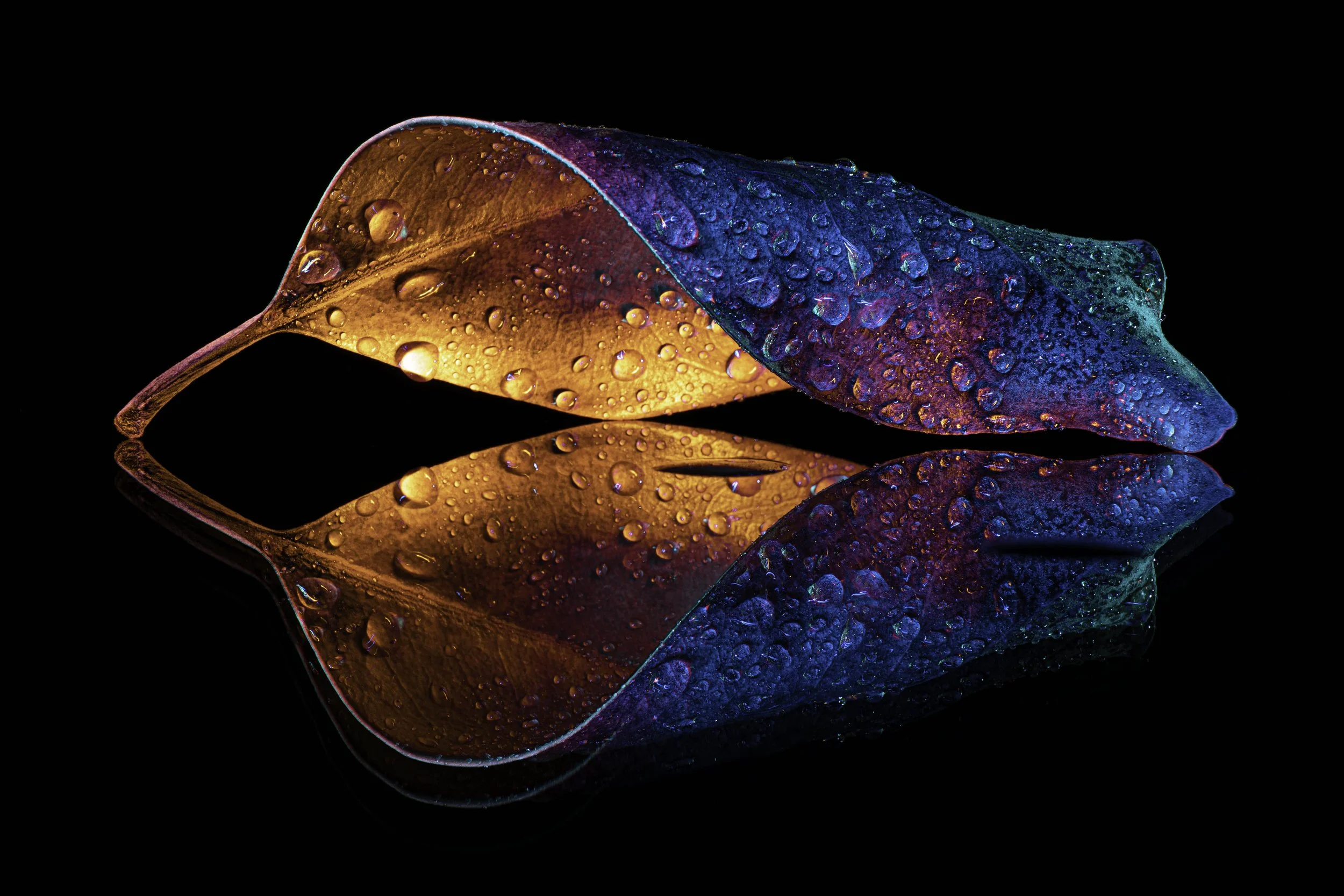Leaf 15.jpg