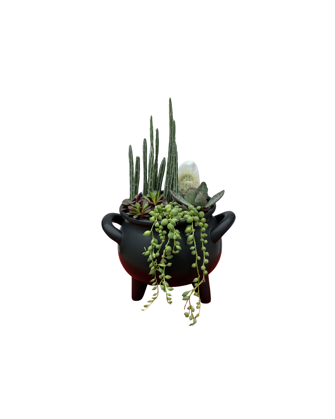 Spooky Succulent Cauldron Arrangement Workshop 10/15/26